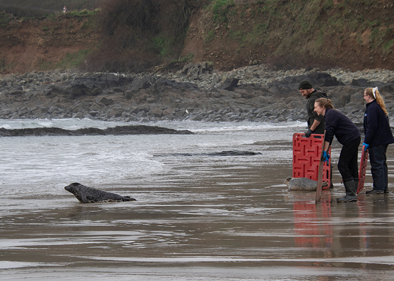 Seal Release - 5th March 2026