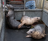 Seal Release - 5th  March 2026