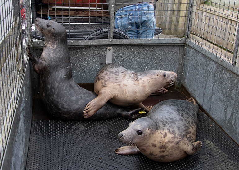Seal Release - 5th March 2026