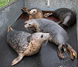 Seal Release - 5th  March 2026