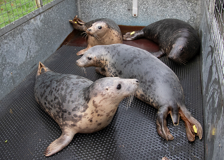 Seal Release - 5th March 2026
