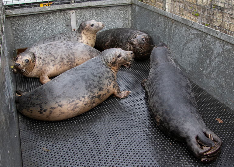 Seal Release - 5th March 2026