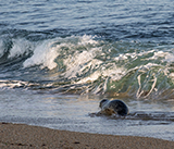 Seal Release - 6th August  2025