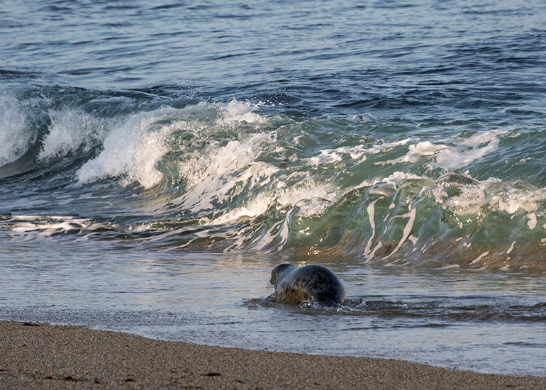 Seal Release - 6th August 2025