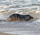 Seal Release - 6th August  2025