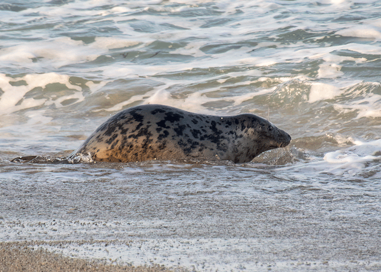 Seal Release - 6th August 2025