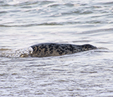 Seal Release - 6th August  2025