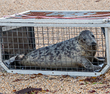 Seal Release - 6th August  2025