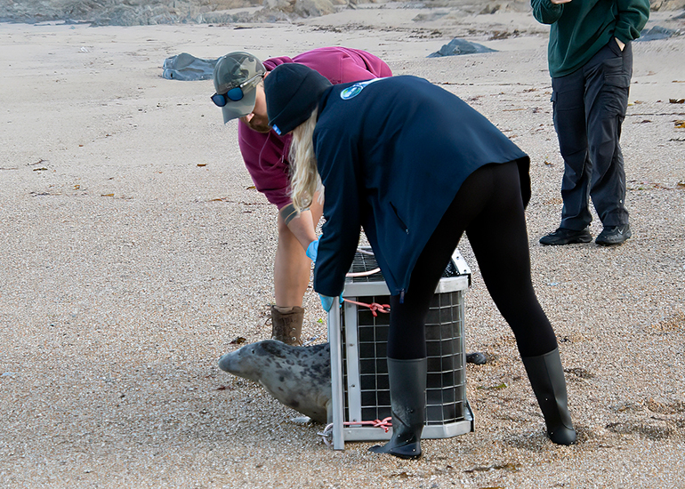 Seal Release - 6th August 2025