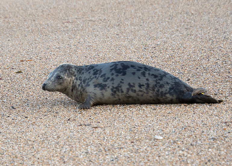 Seal Release - 6th August 2025
