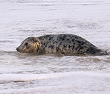 Seal Release - 6th August  2025