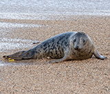Seal Release - 6th August  2025