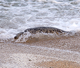 Seal Release - 6th August  2025
