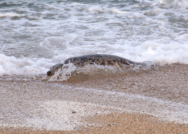 Seal Release - 6th August 2025