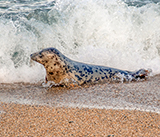 Seal Release - 6th August  2025