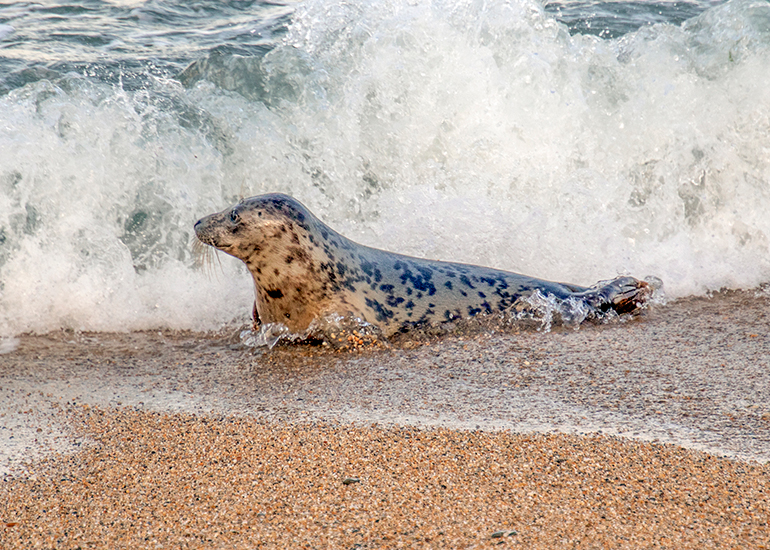 Seal Release - 6th August 2025
