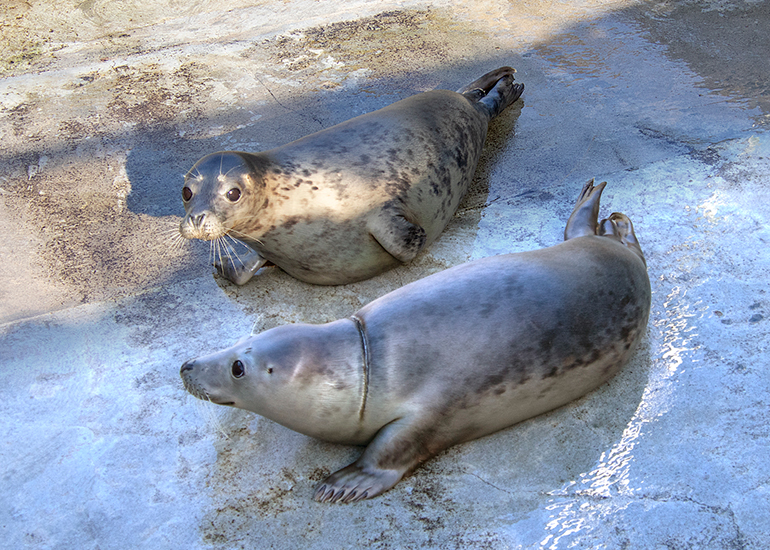 Seal Release - 10th June 2026