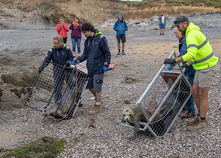 Seal Release - 10th June 2026