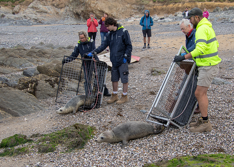 Seal Release - 10th June 2026