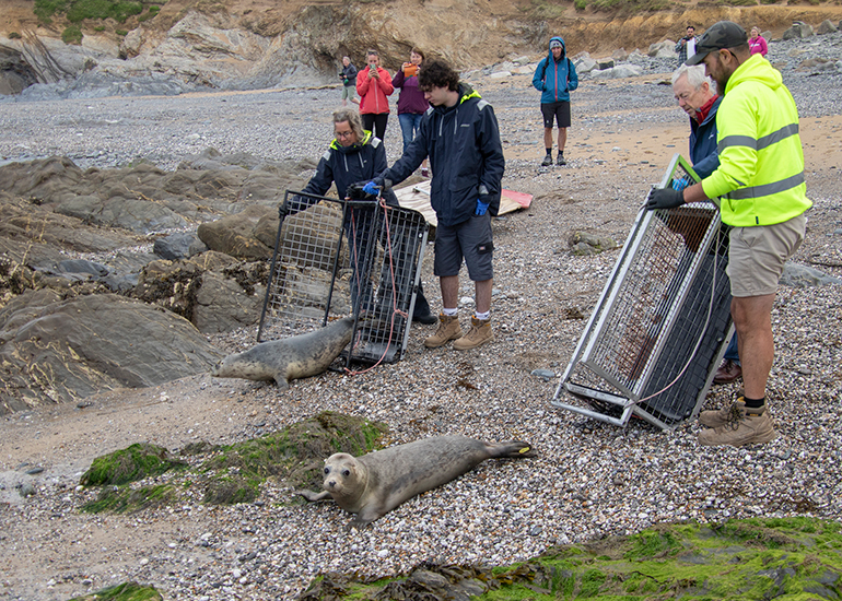 Seal Release - 10th June 2026