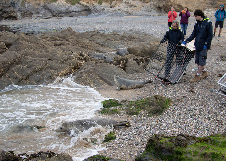 Seal Release - 10th June 2026