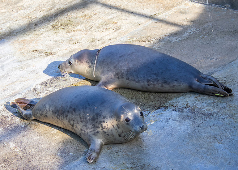 Seal Release - 10th June 2026