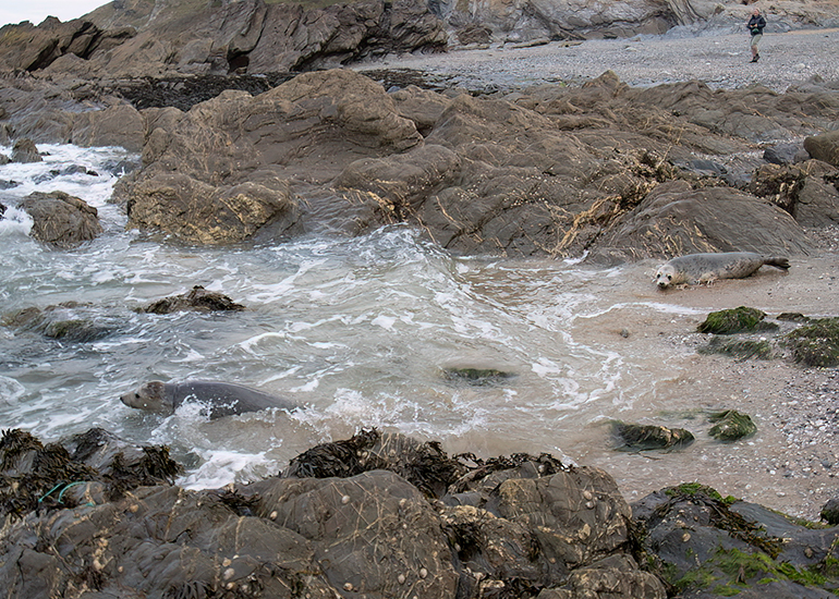 Seal Release - 10th June 2026