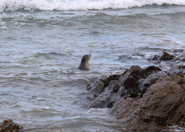 Seal Release - 10th June 2026