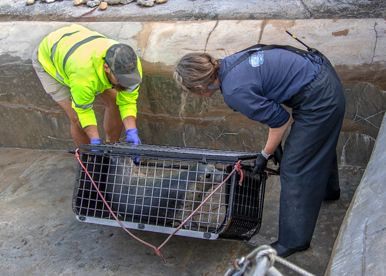 Seal Release - 10th June 2026