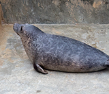 Seal Release - 11th February 2025