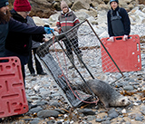 Seal Release - 11th February 2025
