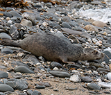Seal Release - 11th February 2025