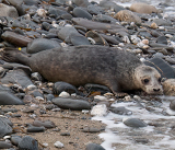 Seal Release - 11th February 2025