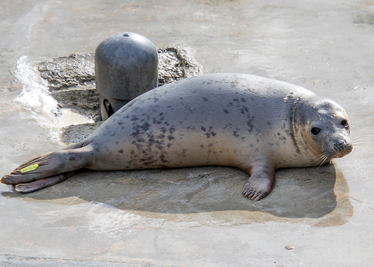 Seal Release - 11th May 2026