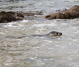 Seal Release - 11th May 2026