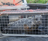 Seal Release - 12th March 2025