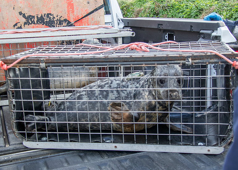 Seal Release - 12th March 2025