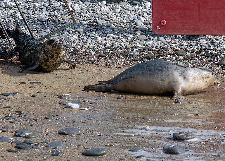 Seal Release - 12th March 2025