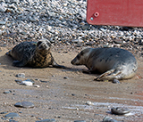 Seal Release - 12th March 2025