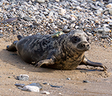 Seal Release - 12th March 2025