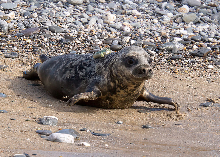 Seal Release - 12th March 2025