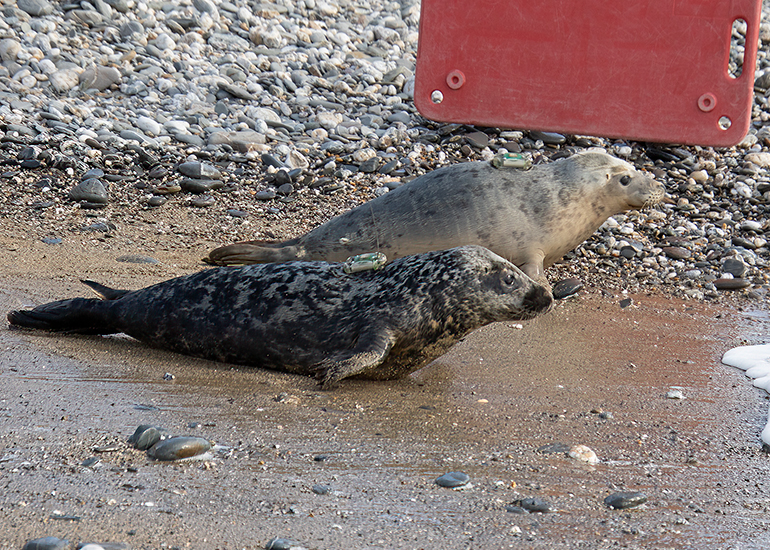 Seal Release - 12th March 2025