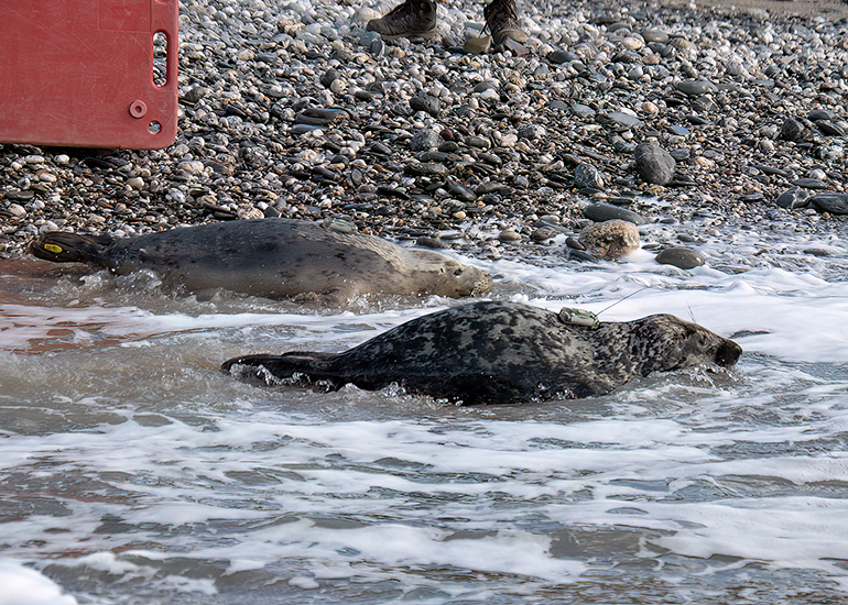 Seal Release - 12th March 2025