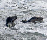 Seal Release - 12th March 2025