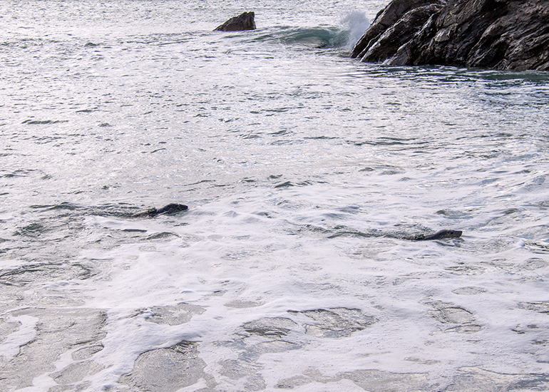 Seal Release - 12th March 2025