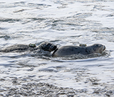 Seal Release - 12th March 2025