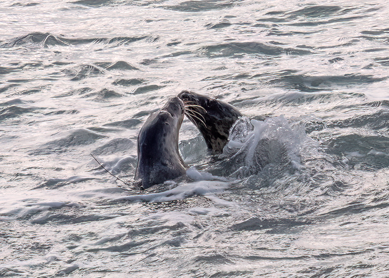 Seal Release - 12th March 2025