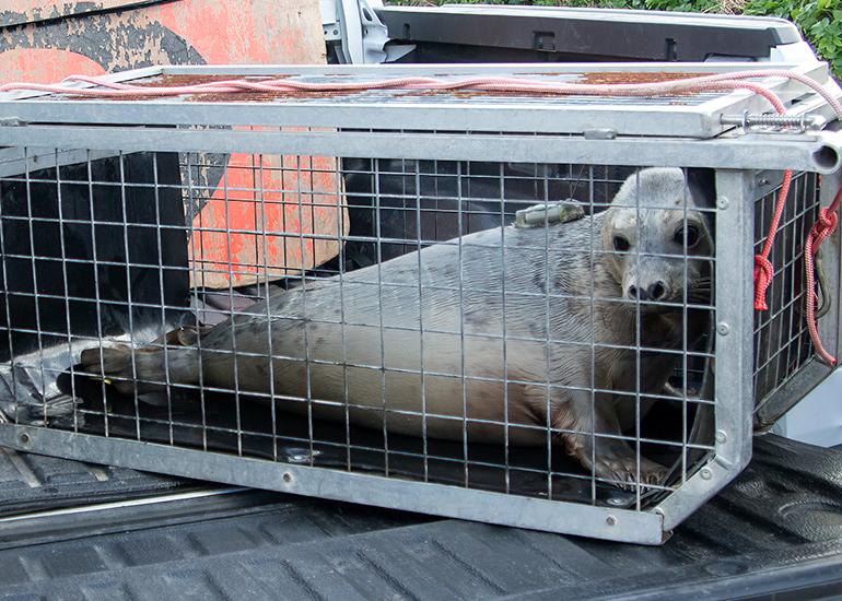 Seal Release - 12th March 2025