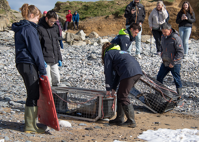 Seal Release - 12th March 2025