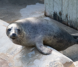Seal Release - 13th March 2025